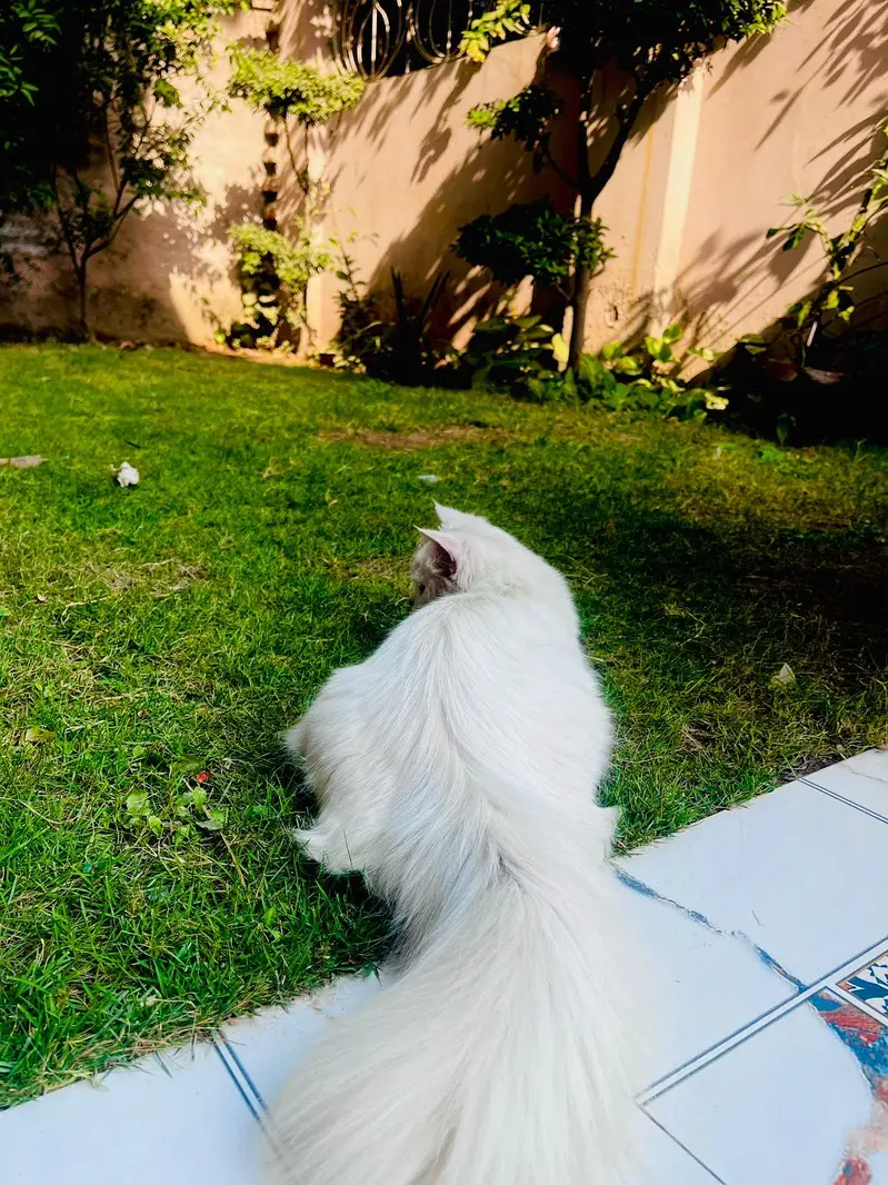 Persion cat for sale odd eyes — photo 3