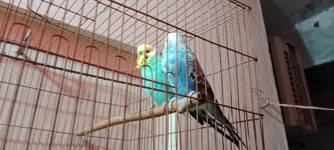 Budgies and Love Birds for Sale