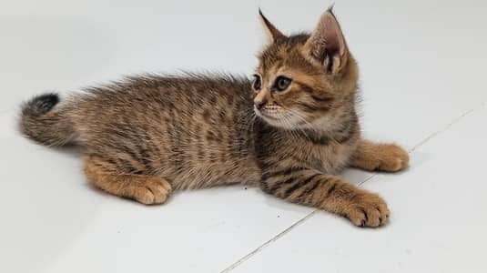 5 Persian Cat Child