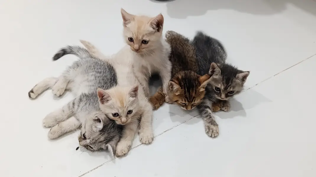 5 Persian Cat Child — photo 2