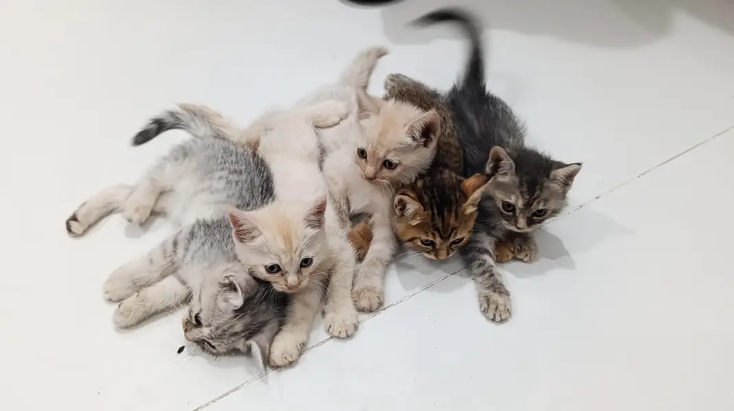 5 Persian Cat Child — photo 3