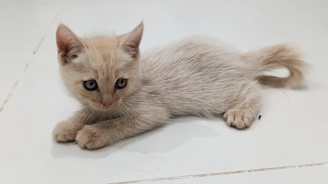 5 Persian Cat Child — photo 6
