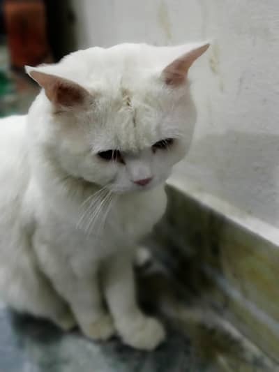 Irani breed ha