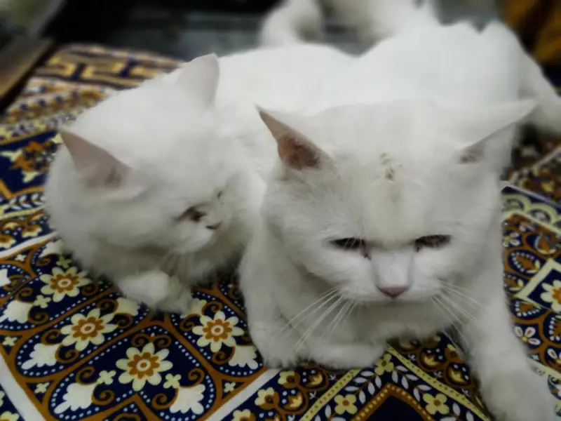 Irani breed ha — photo 2