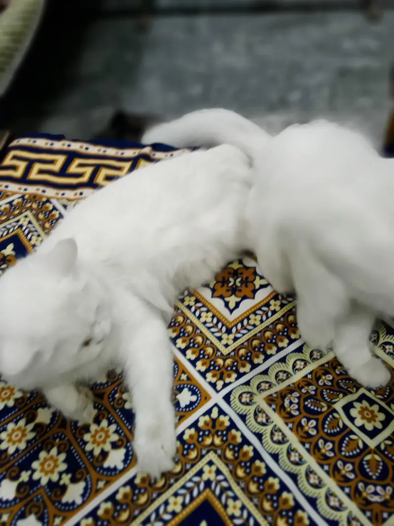 Irani breed ha — photo 3