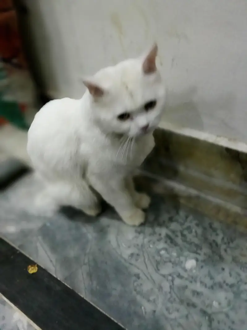Irani breed ha — photo 4