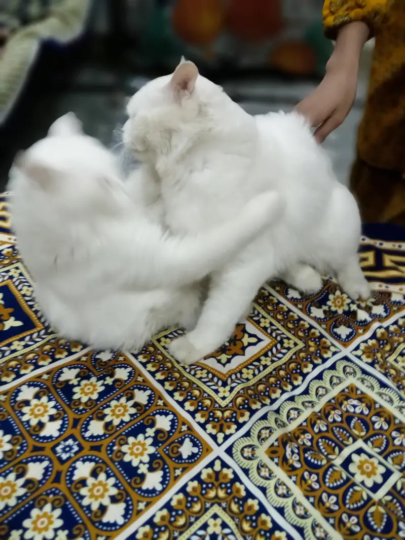 Irani breed ha — photo 5