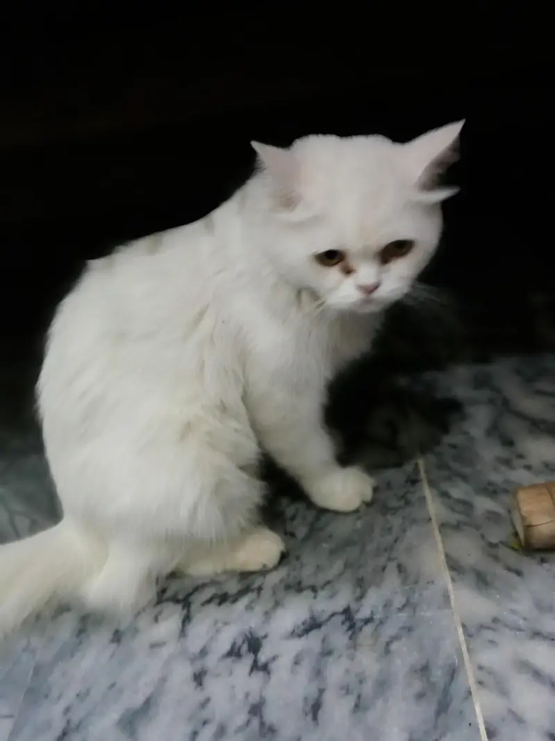 Irani breed ha — photo 6