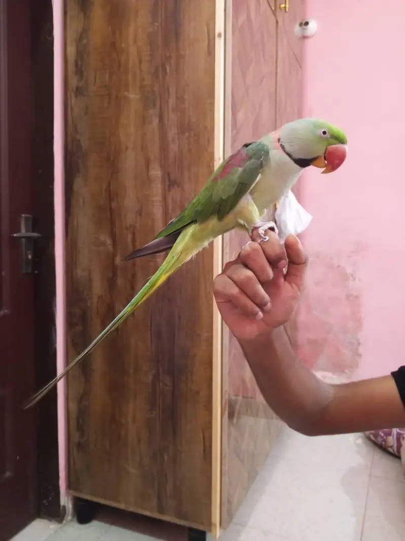 raw parrot male — photo 2