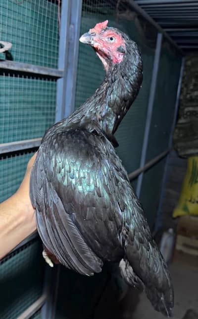 Lassani females/peeli madi
