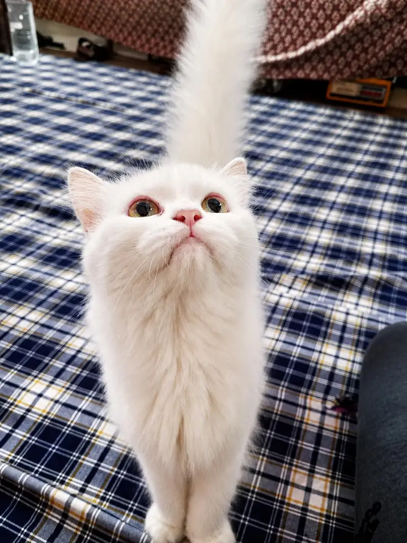 cat for sale. — photo 3