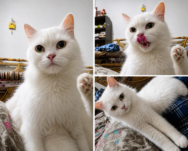 cat for sale. — photo 4