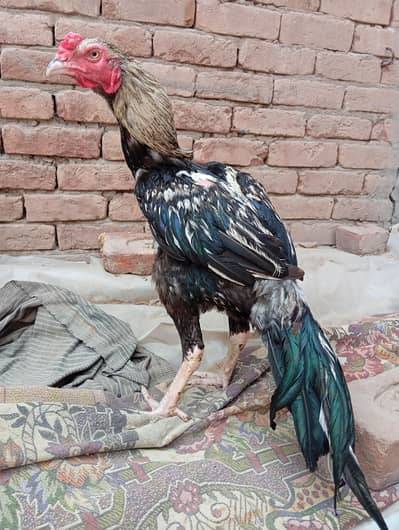 aseel pair n chicks for sale
