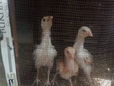 asil chicks