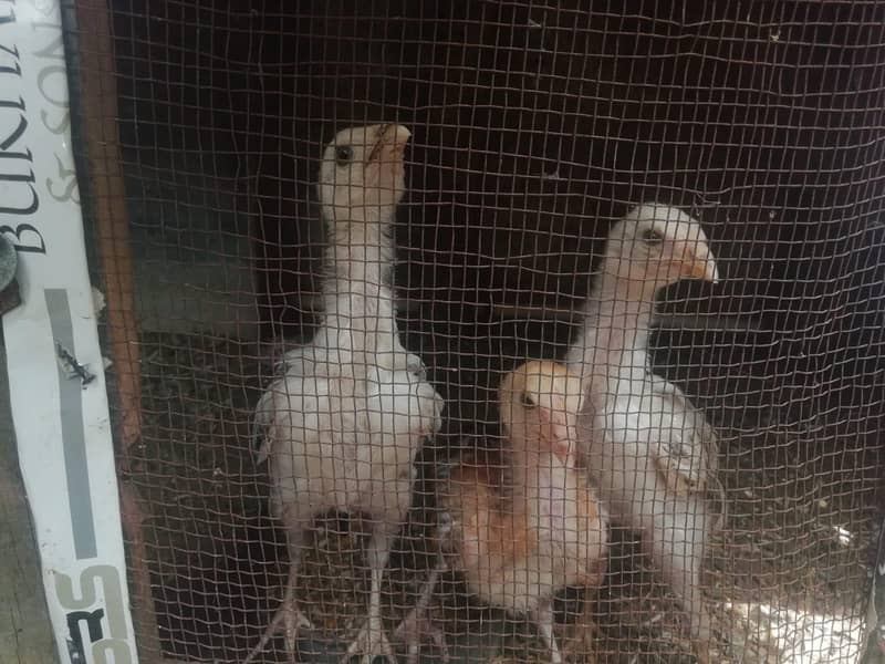 asil chicks 0