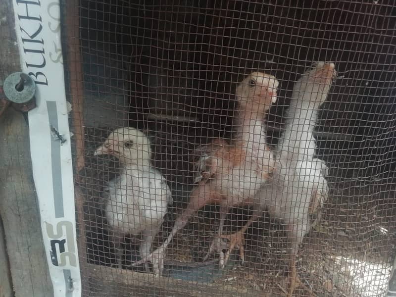 asil chicks 1