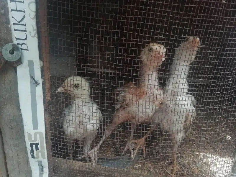 asil chicks — photo 2