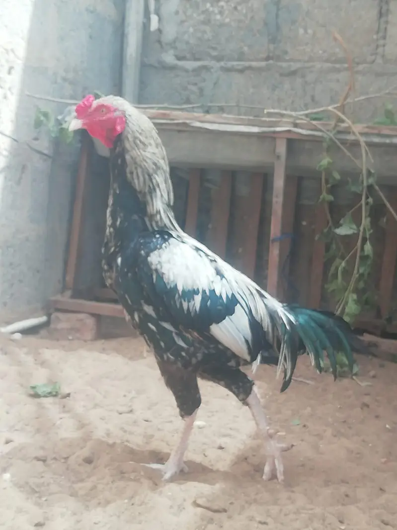 asil chicks — photo 3