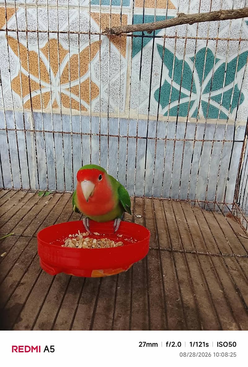 Lovebird  0