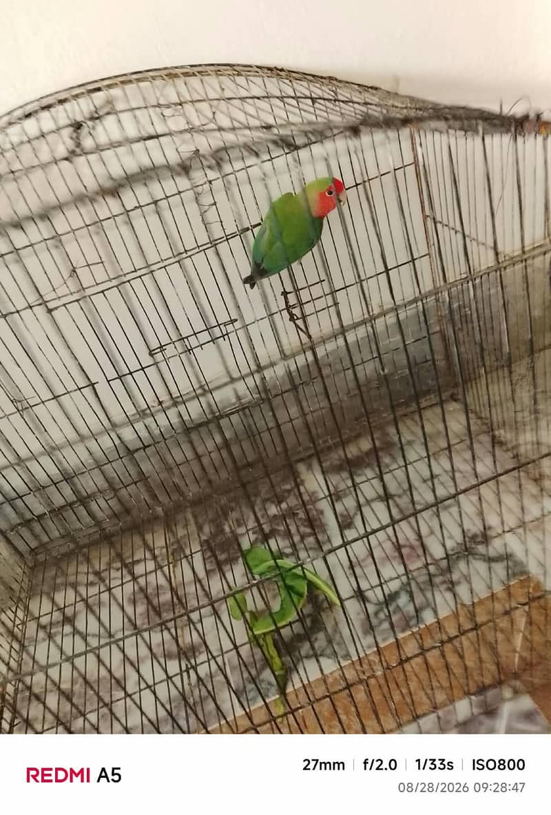 Lovebird  1