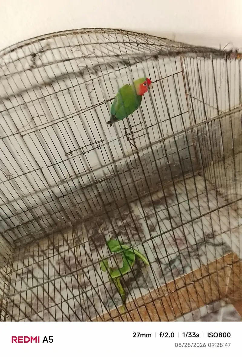 Lovebird  — photo 2