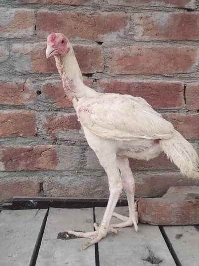 pure Heera Aseel for sale