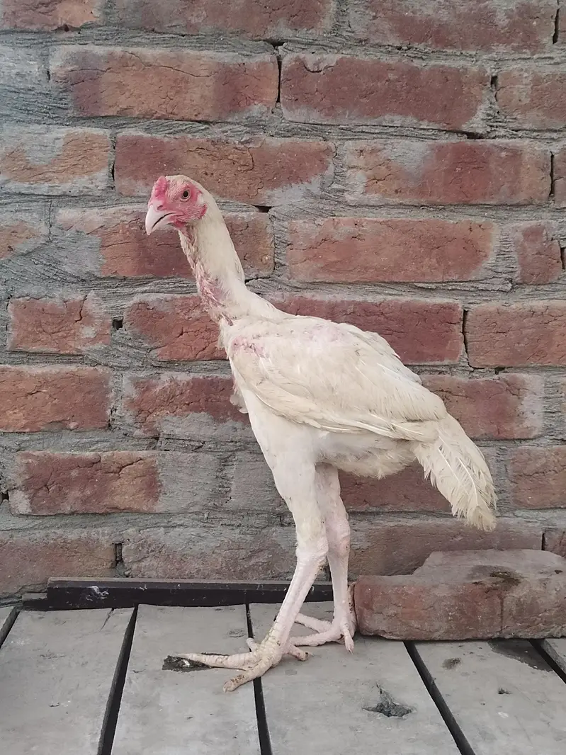 pure Heera Aseel for sale — photo 2