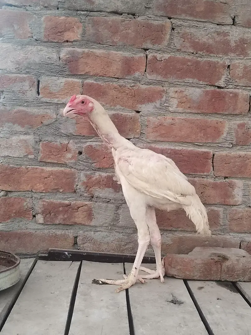 pure Heera Aseel for sale — photo 4