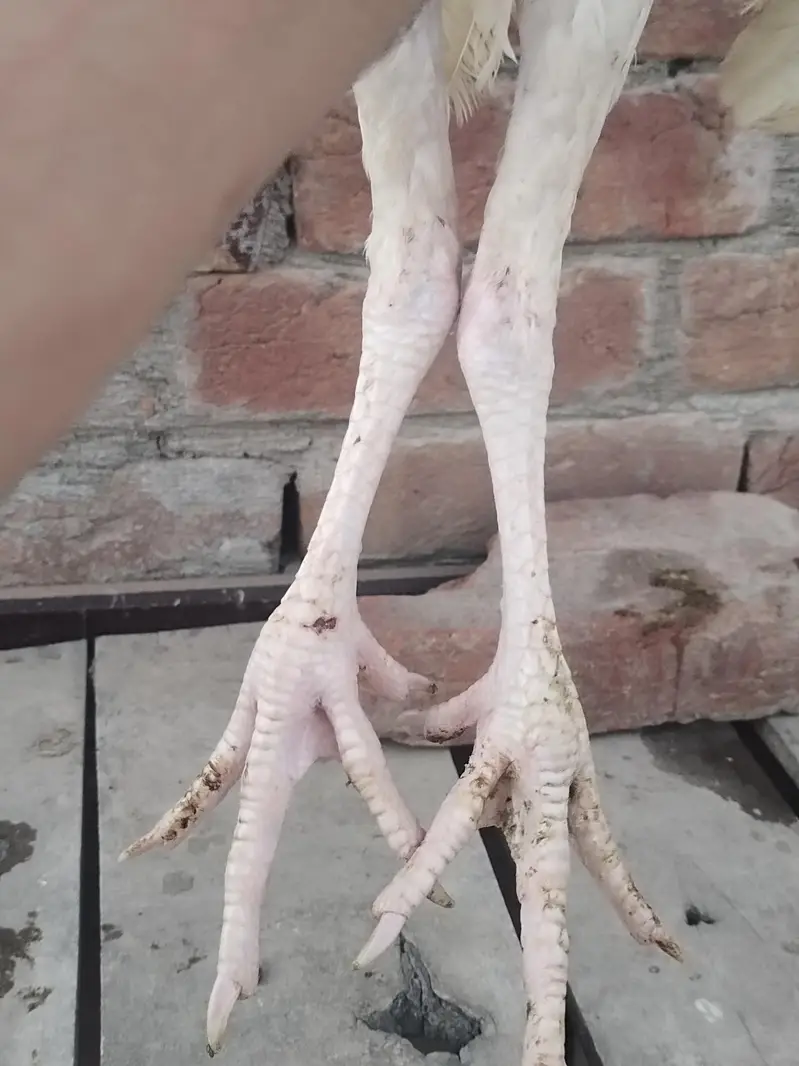 pure Heera Aseel for sale — photo 5