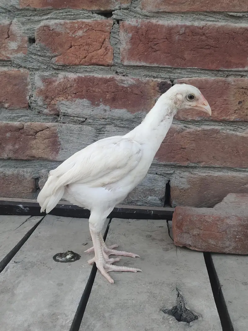 pure Heera Aseel for sale — photo 6