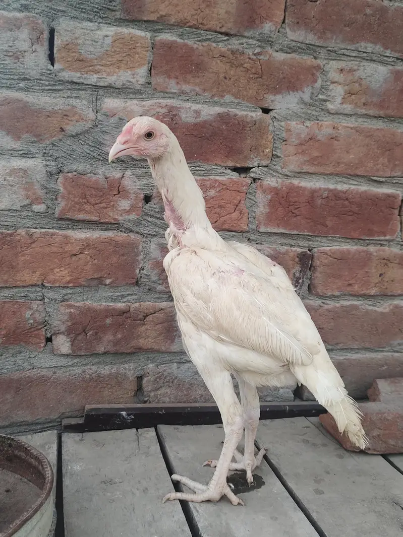 pure Heera Aseel for sale — photo 8