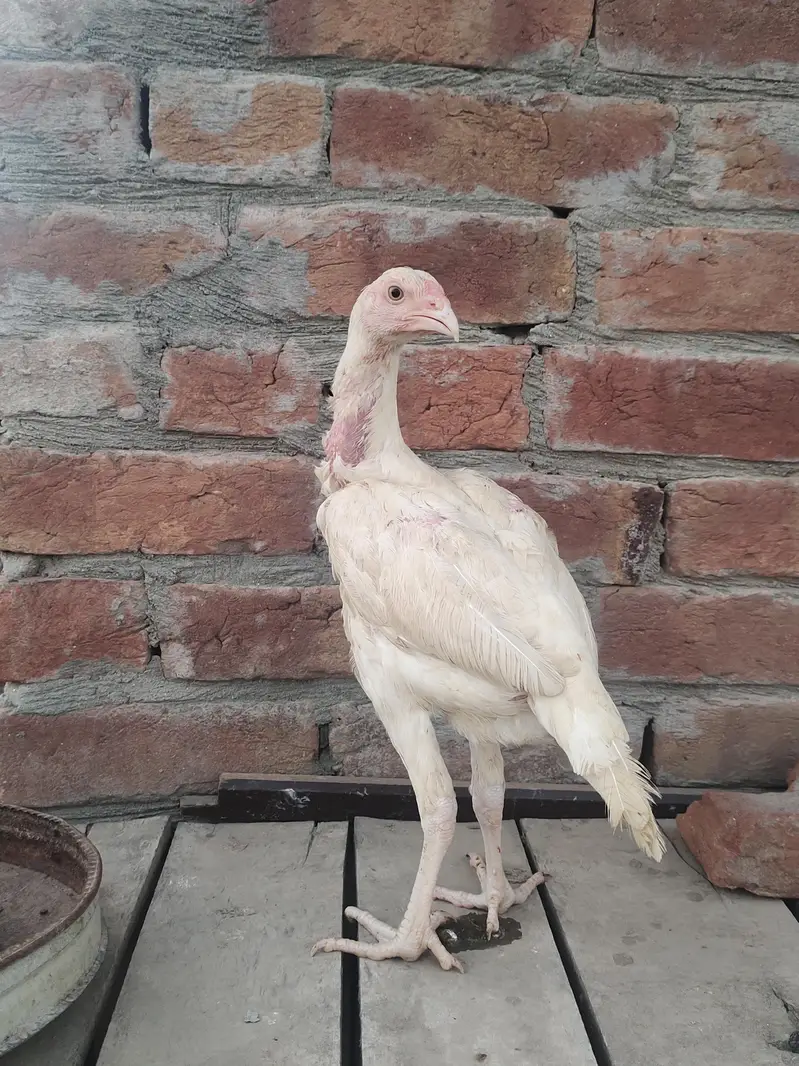 pure Heera Aseel for sale — photo 9