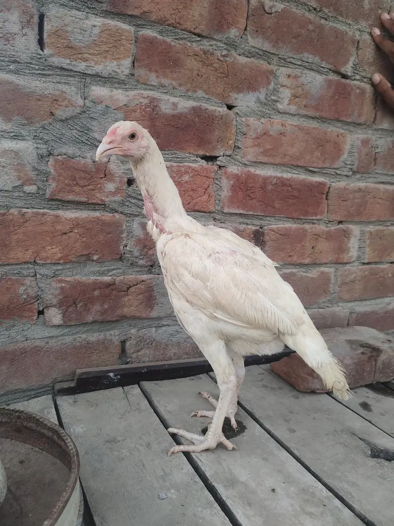 pure Heera Aseel for sale — photo 10