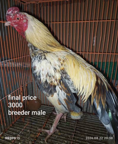aseel murga and 3 chicks