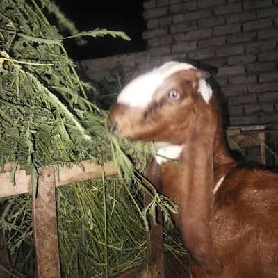 Nagri Bakri