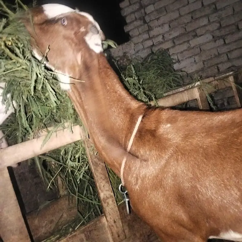 Nagri Bakri — photo 2