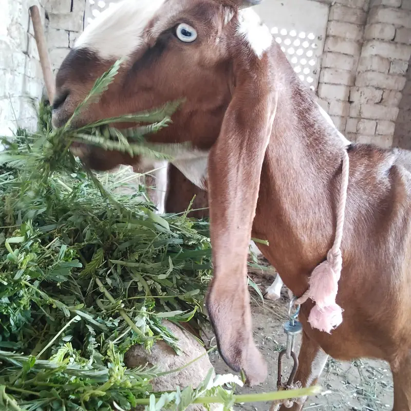 Nagri Bakri — photo 3