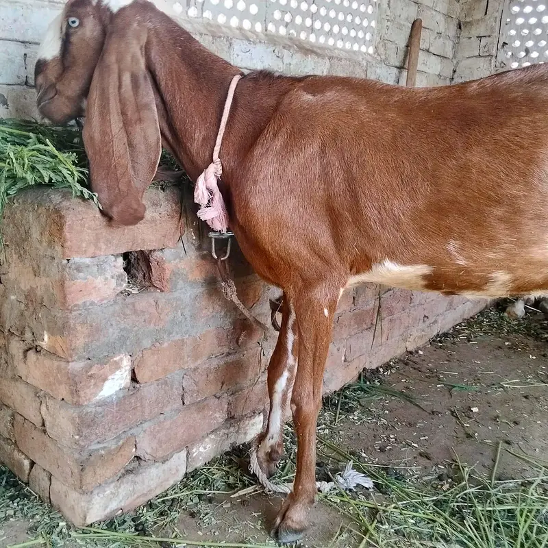 Nagri Bakri — photo 4