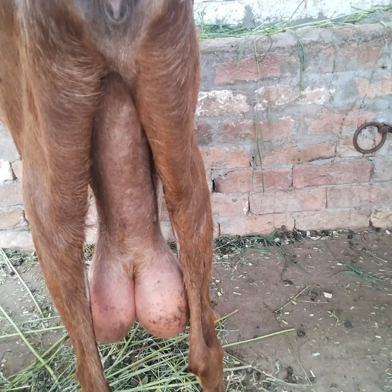 Nagri Bakri — photo 5