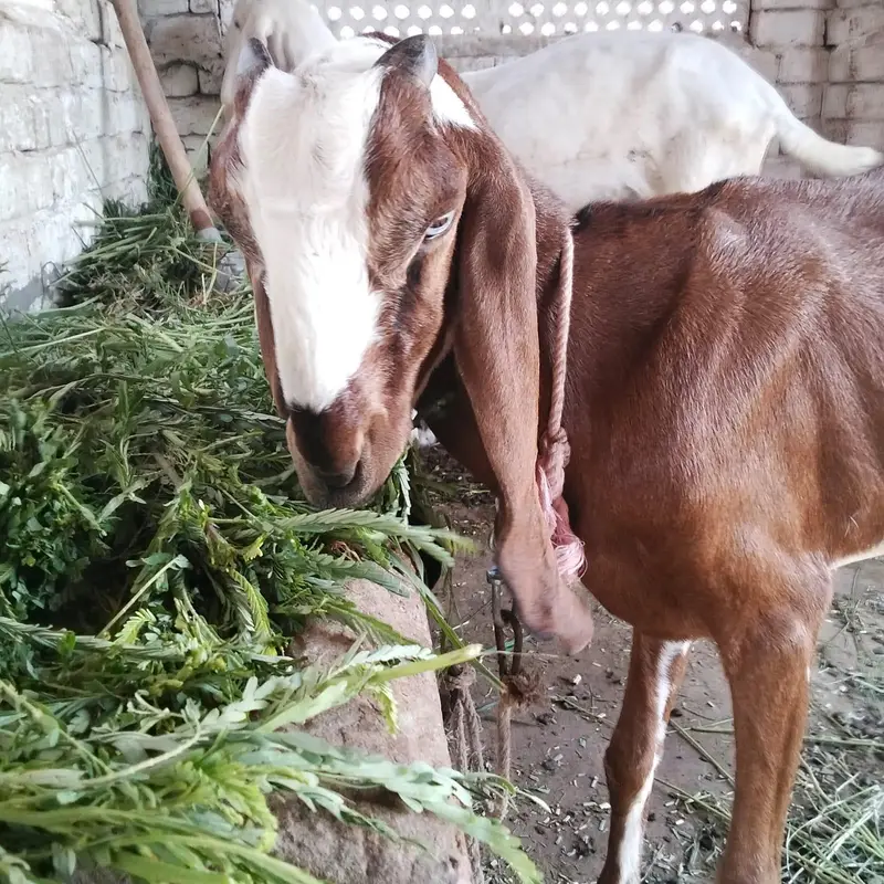 Nagri Bakri — photo 6