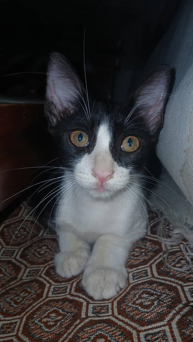 Adoption Cats 0