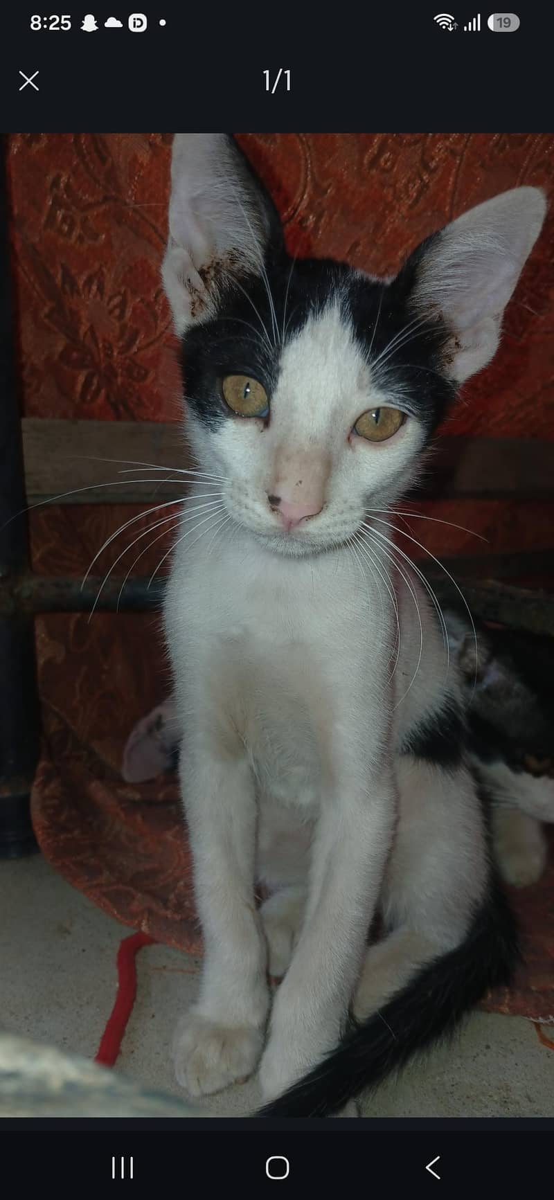 Adoption Cats 1
