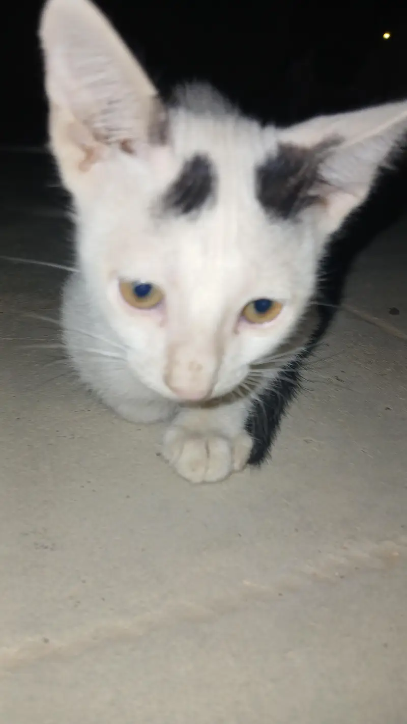 Adoption Cats — photo 3