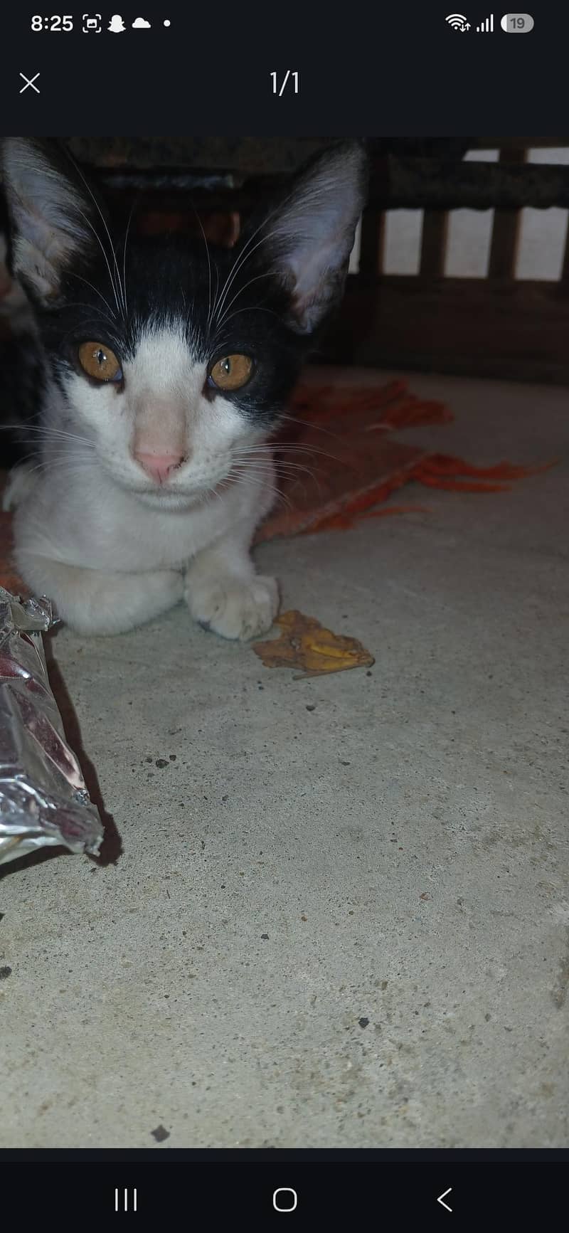 Adoption Cats 3