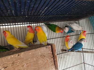 love birds for sale