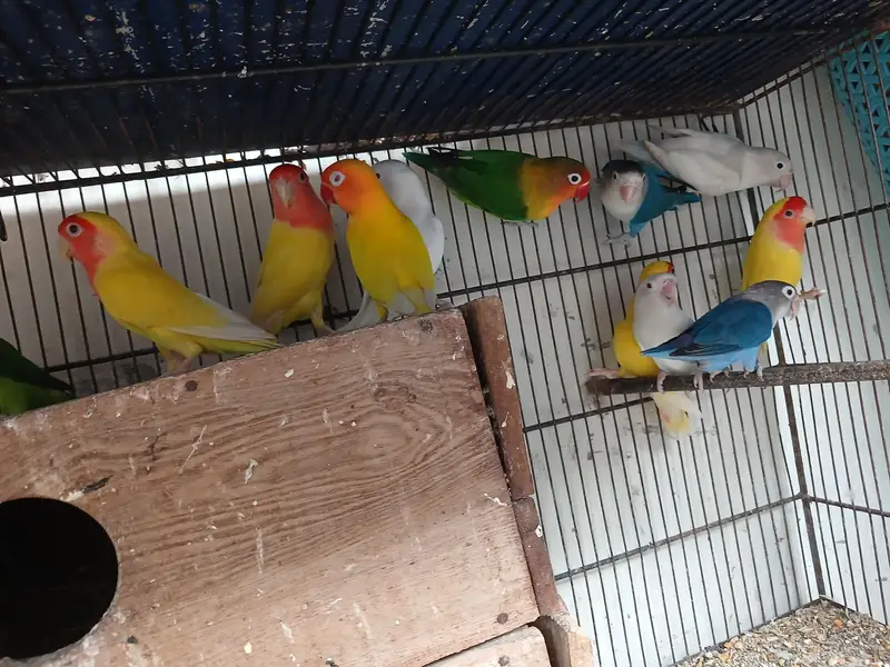 love birds for sale — photo 2