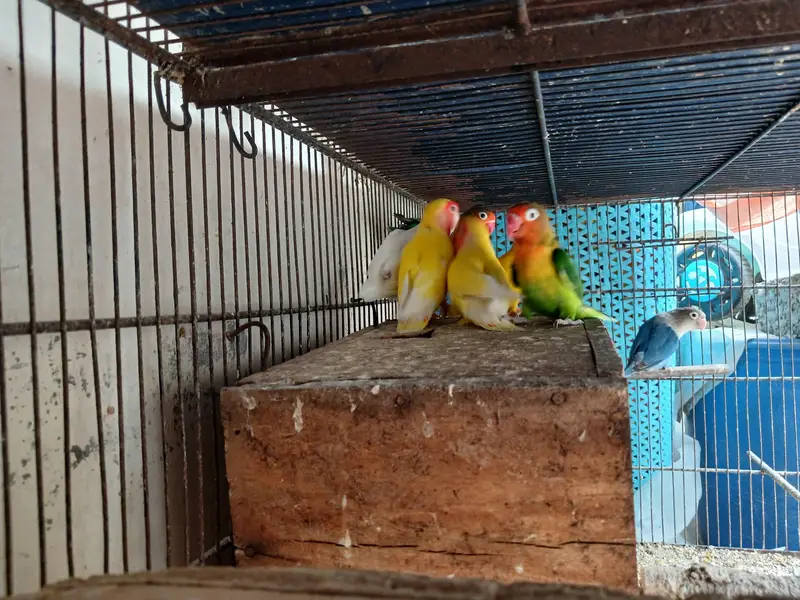 love birds for sale — photo 5