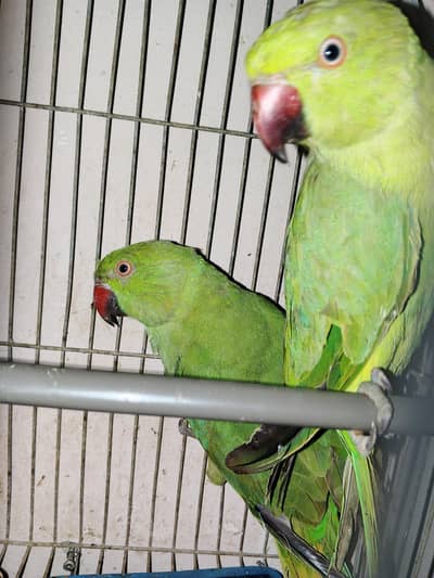 Green Ringneck Parrot Pair