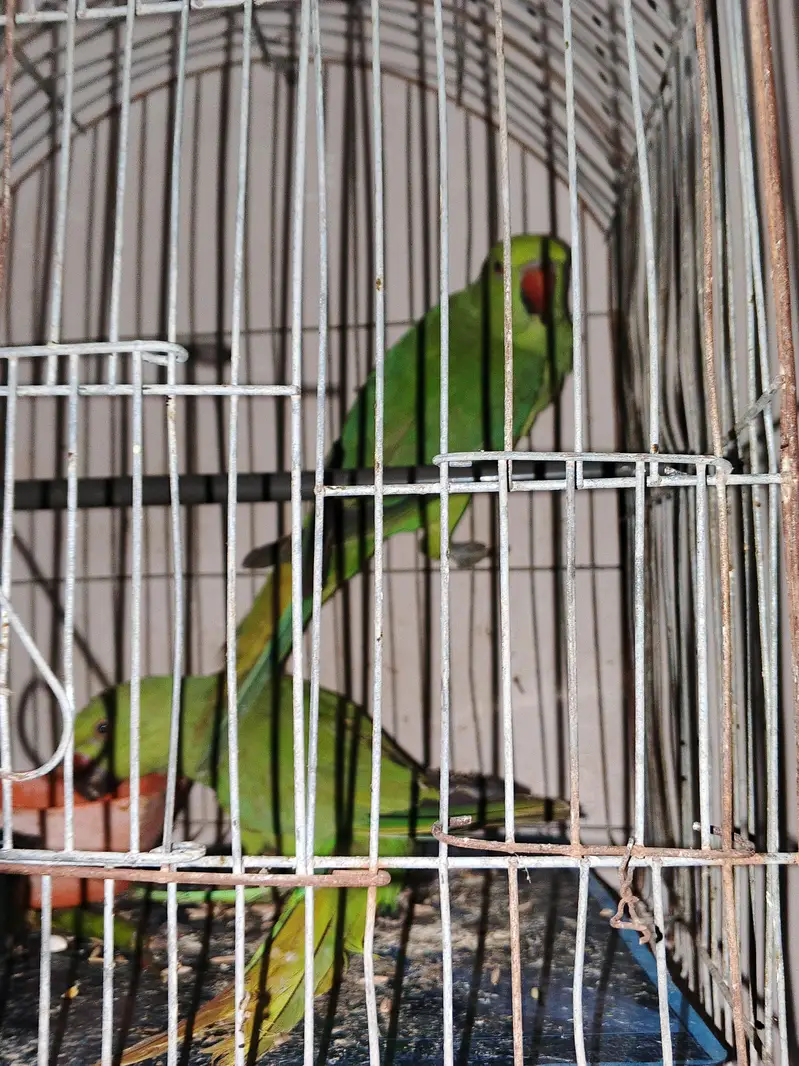 Green Ringneck Parrot Pair — photo 2