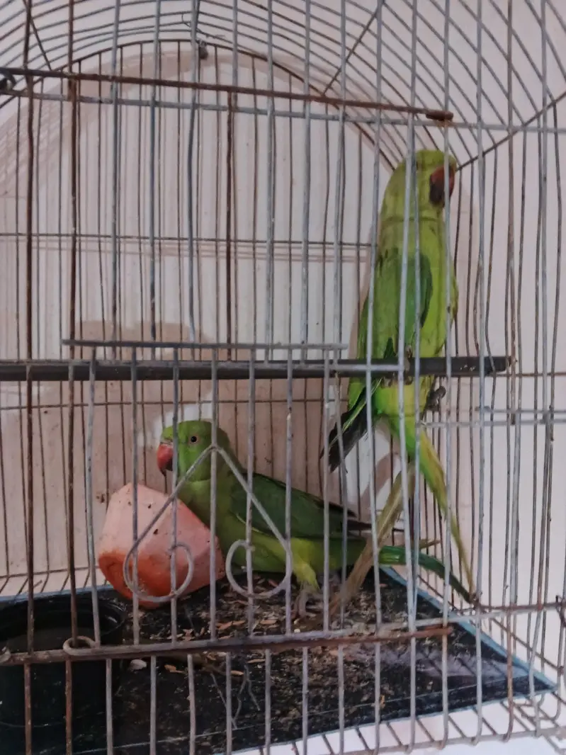 Green Ringneck Parrot Pair — photo 3